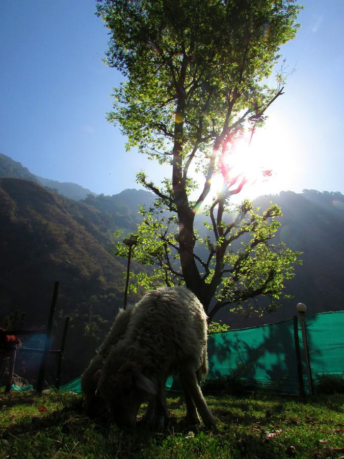 The Solitude Camp Hotel Palampur Exterior photo